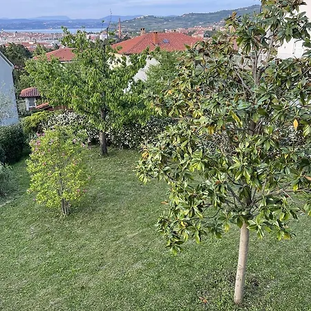 Magnolia *
