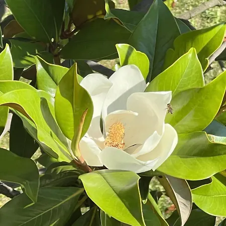 Apartment Magnolia