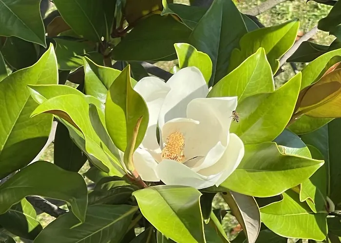 アパート Magnolia